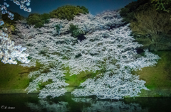 アップに耐えられません〜ノイジーな夜桜〜