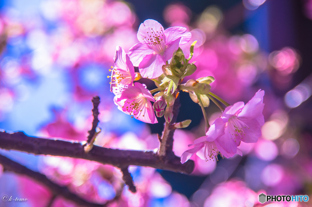 三浦海岸の河津桜