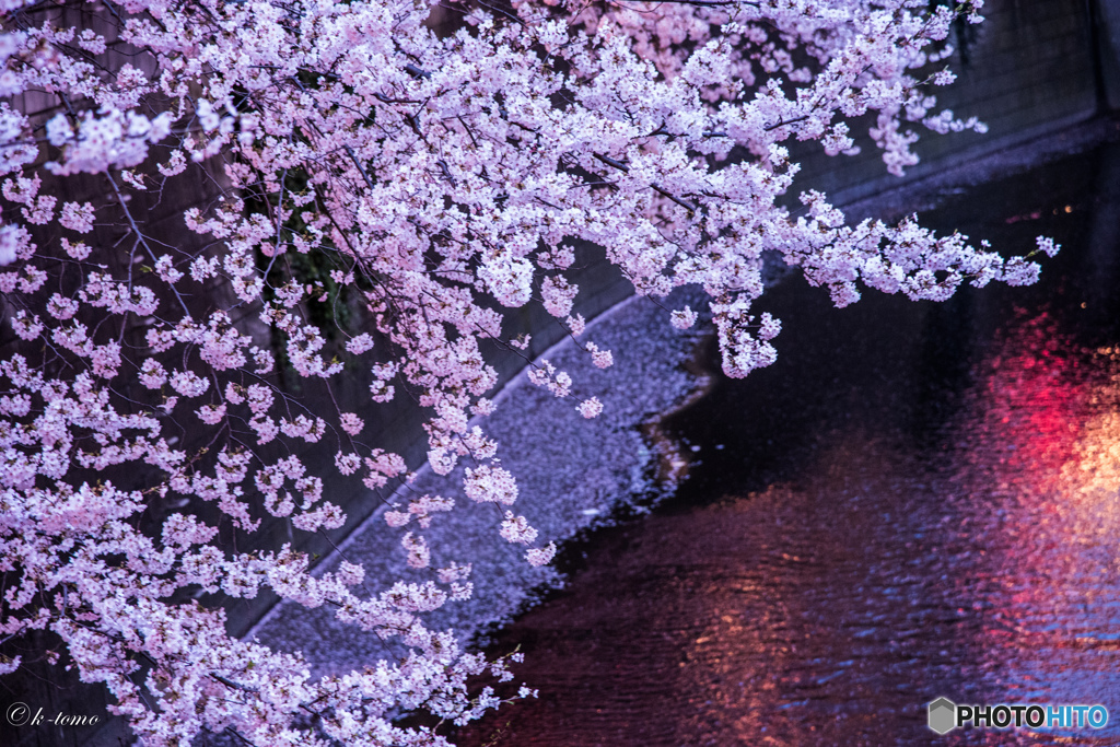 目黒川の夜桜＿６