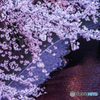 目黒川の夜桜＿６