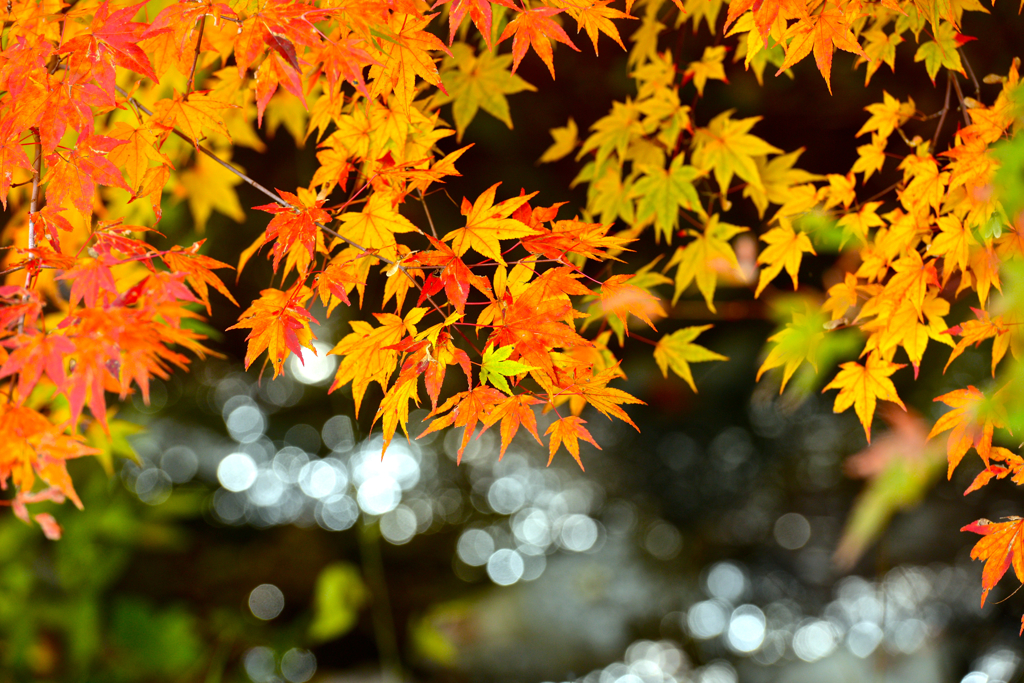 2013紅葉①
