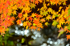 2013紅葉①
