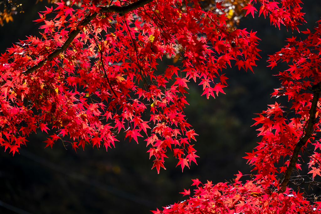 紅く染まる