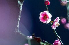 夜の花園神社