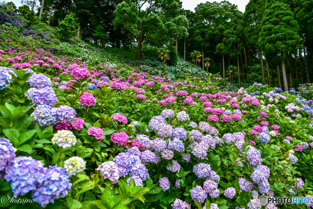 2017紫陽花12