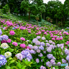 2017紫陽花12