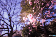 都心の桜