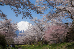 忍野の春②