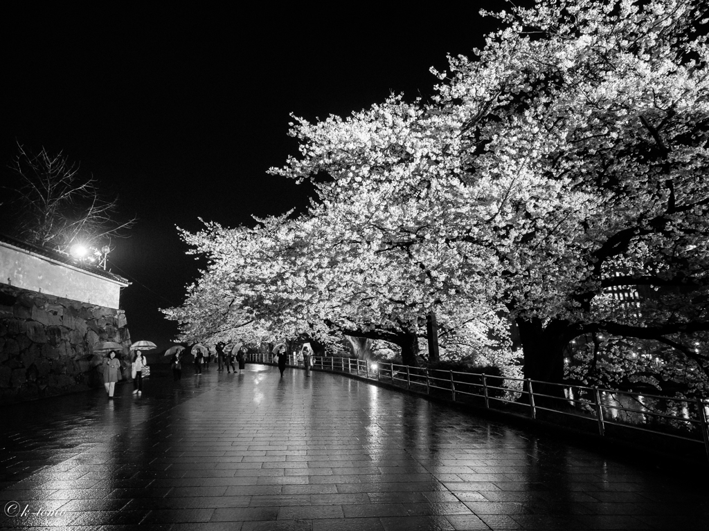 舞鶴公園の夜桜　２