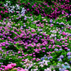 2017紫陽花14