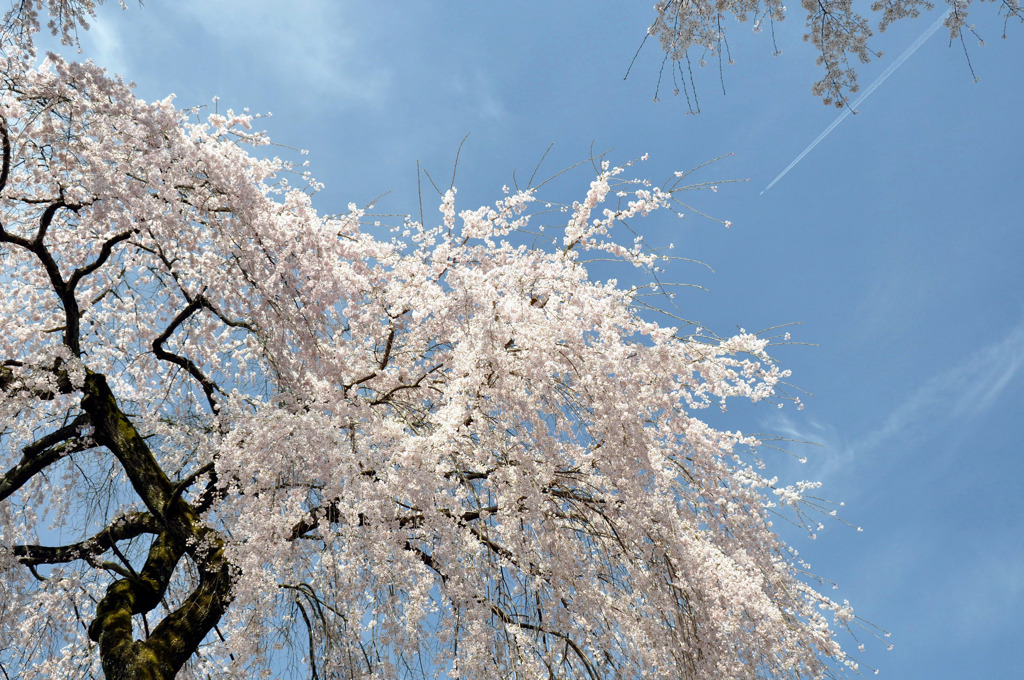 醍醐寺の桜