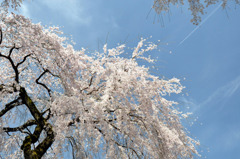 醍醐寺の桜