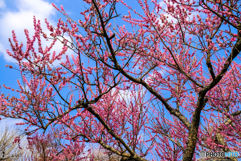 梅百花園