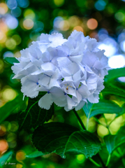 鎌倉の紫陽花２