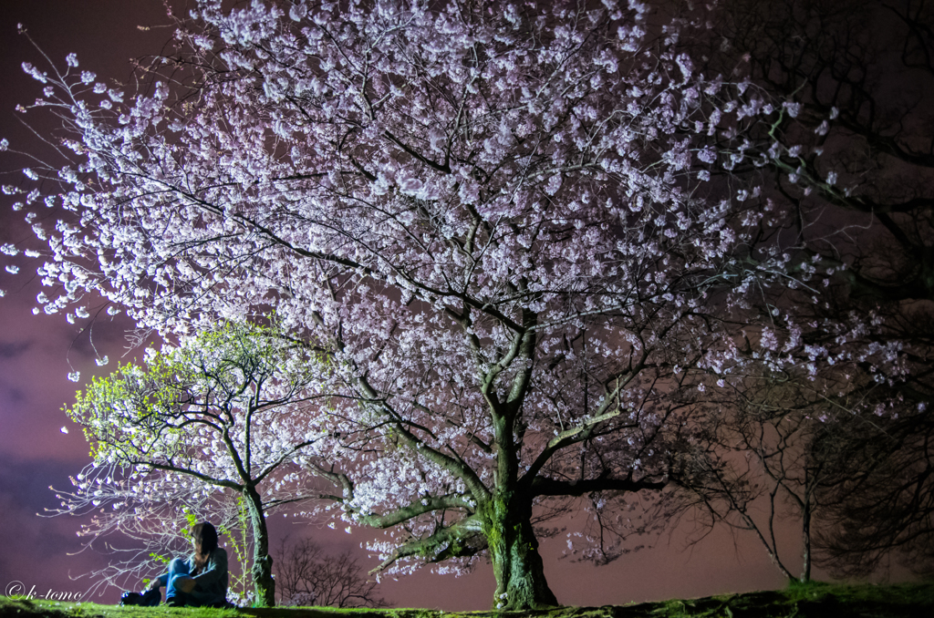 桜の木の下で＿福岡