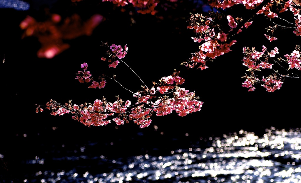 河津桜５