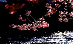 河津桜５