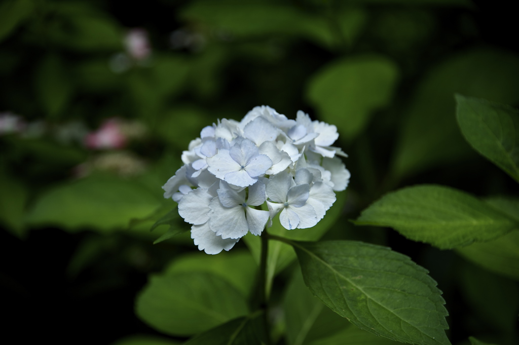 鎌倉長谷寺の紫陽花