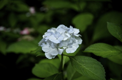 鎌倉長谷寺の紫陽花