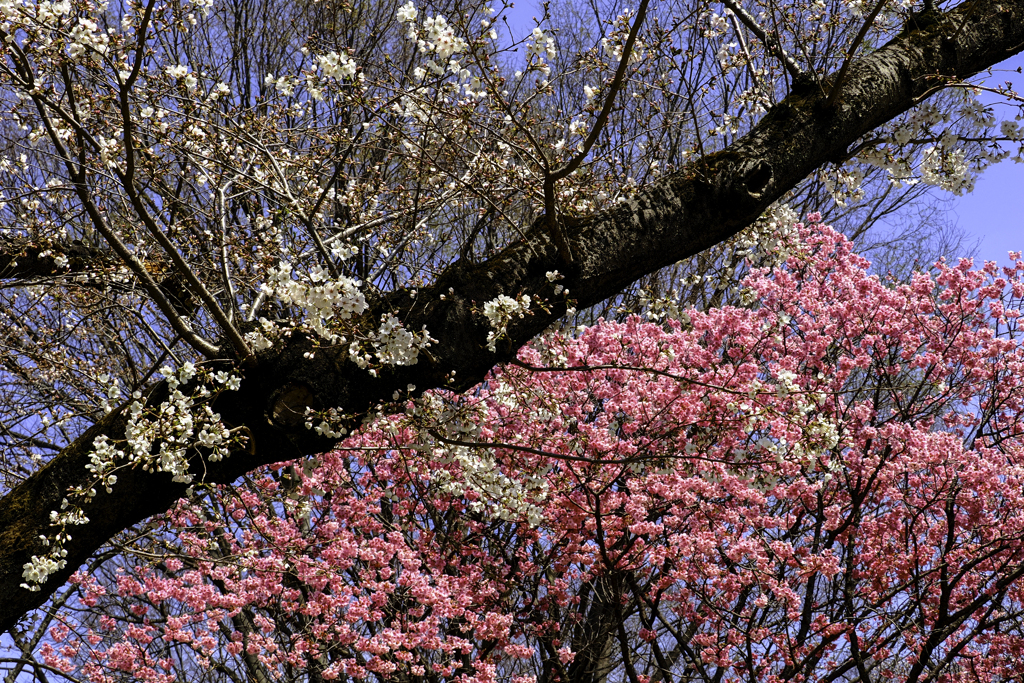 250330_公園の桜①