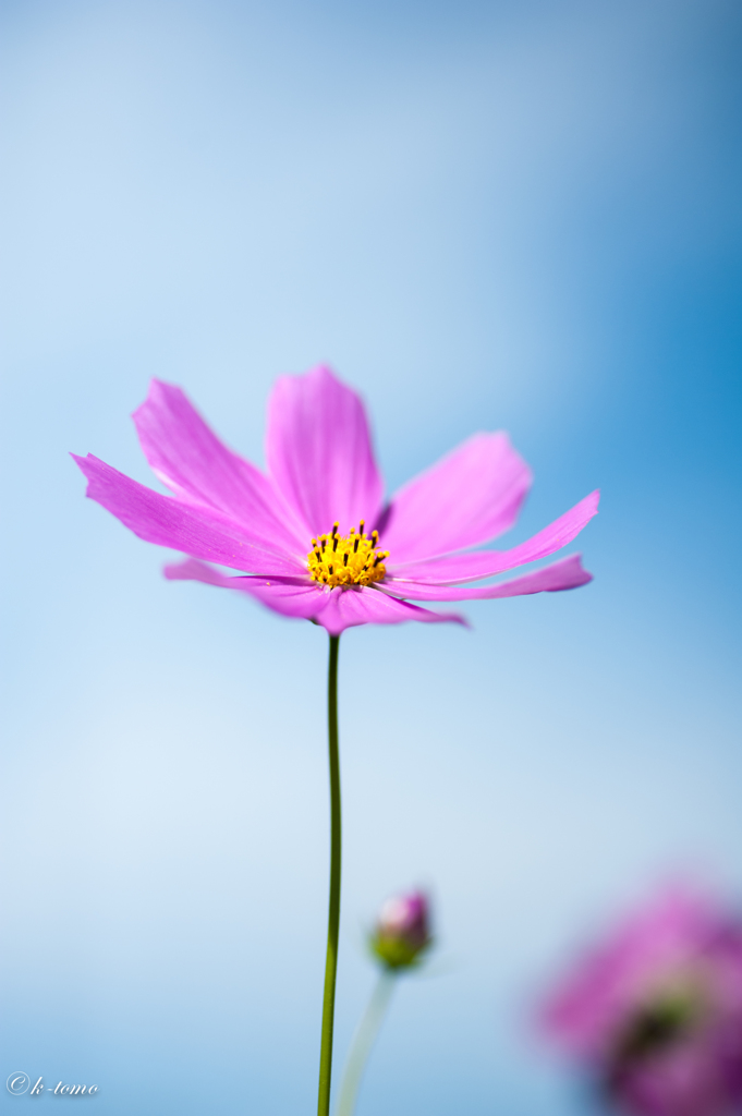 秋桜一輪