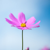 秋桜一輪