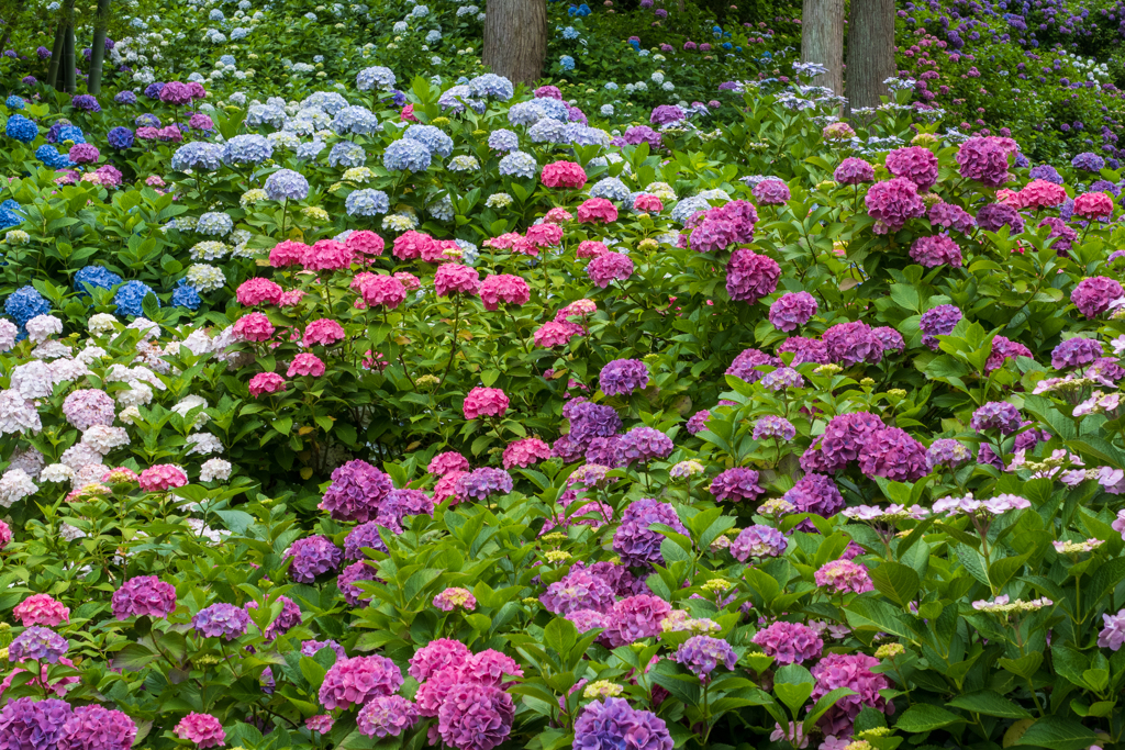 紫陽花群生