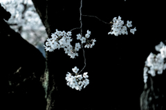 2018_桜25
