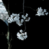 2018_桜25