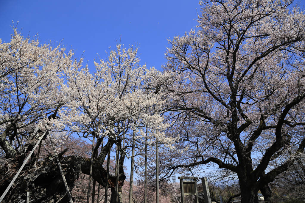 神代桜＃2