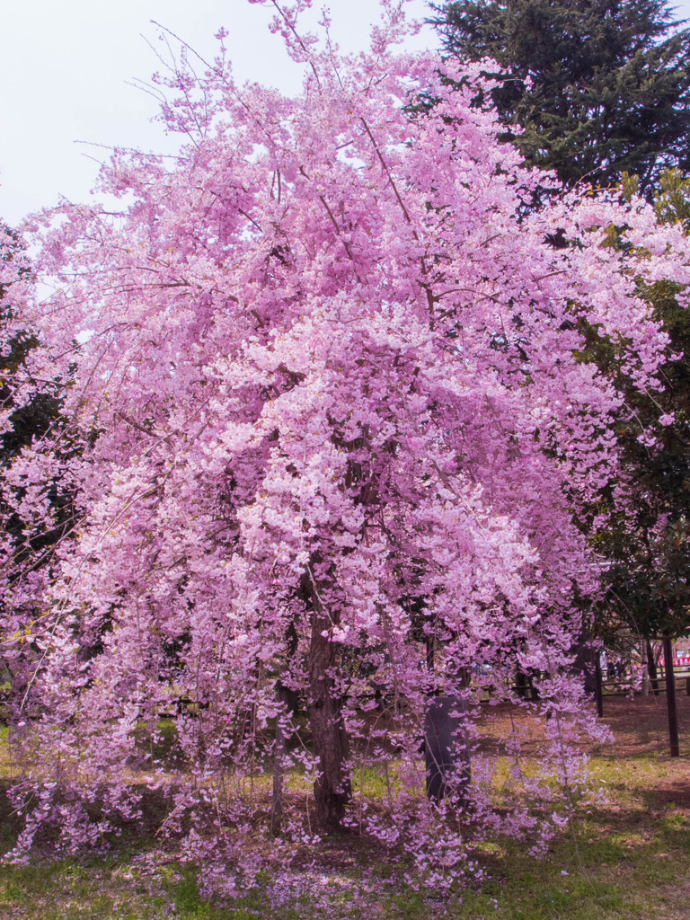 桜祭り