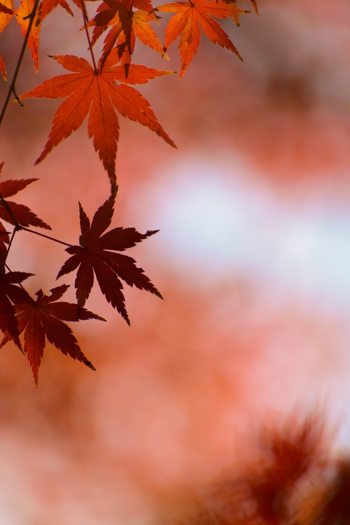 紅葉@円覚寺^o^