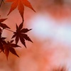 紅葉@円覚寺^o^