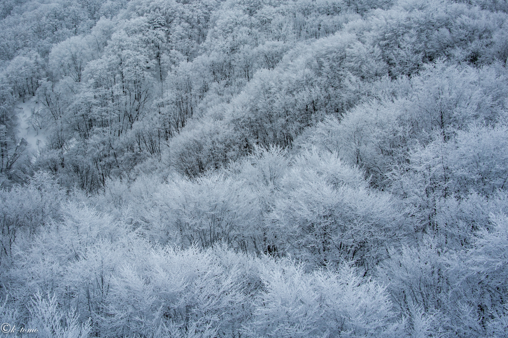 霧氷（雪景色が見たい）