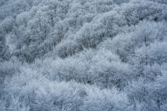 霧氷（雪景色が見たい）