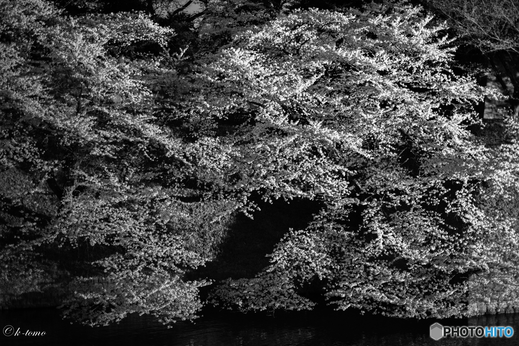 夜桜