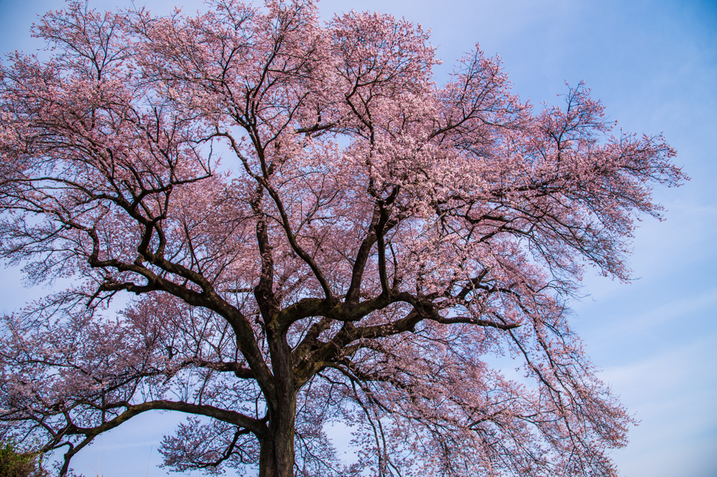 一本桜