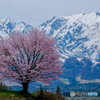 野平の一本桜