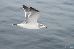 海の鳥