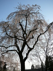 桜〜角館にて〜