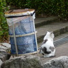 ゴミ箱とネコ