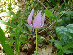 野生のカタクリの花