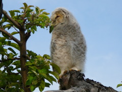 眠そうなフクロウ