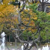 カラス〜霞ヶ関にて〜