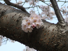 桜〜枝から〜
