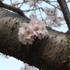 桜〜枝から〜