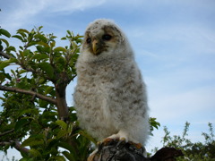 フクロウと林檎の木