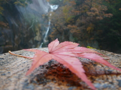 もみじと滝