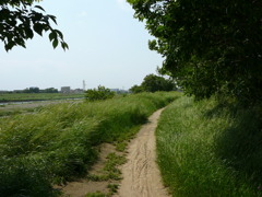 草の小道２