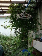 実家の惨状